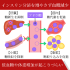 メトホル500mgの効果