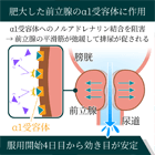 ウリマックス0.2mgの効果