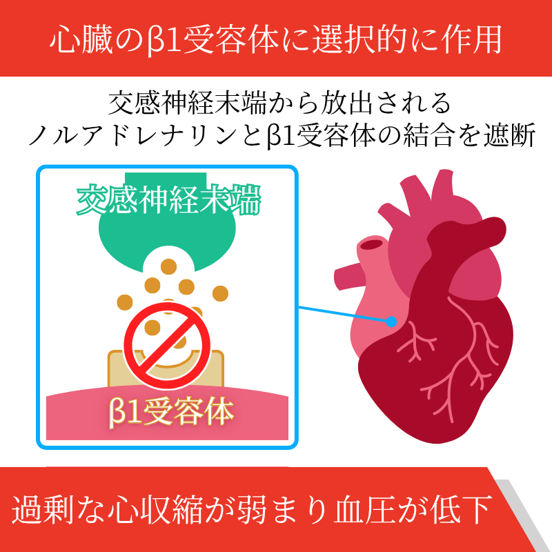 コンコール5mgの効果