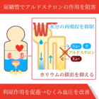 アルダクトン100mgの効果