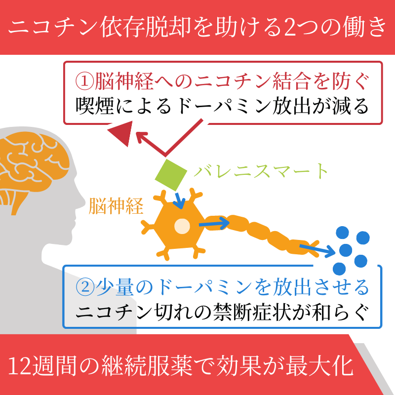 バレニスマート12週間セットの効果