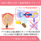 モノドクスの特徴