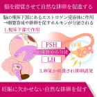 ファーティル50mgの効果