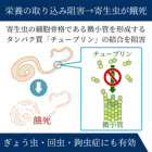 メベンザ100mgの効果