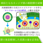 カーネステン膣錠100mgの効果