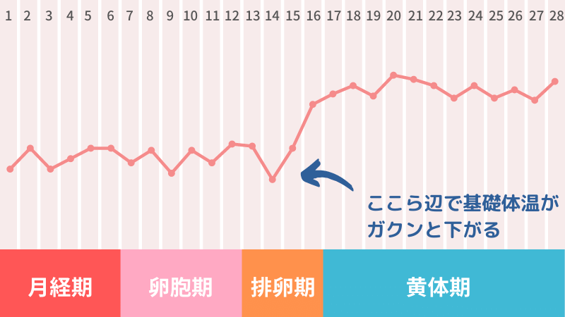 基礎体温の変化