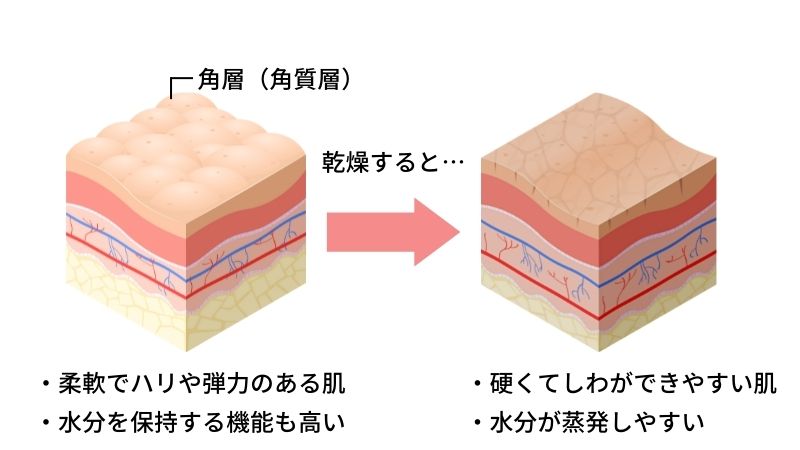 皮膚の乾燥でしわができる仕組み