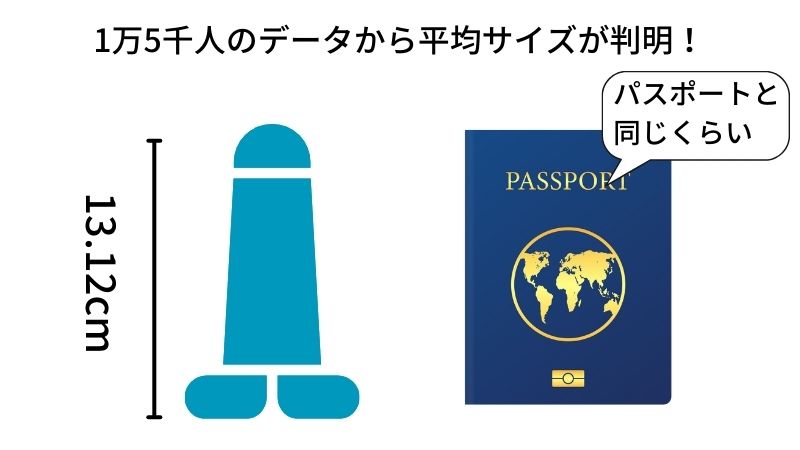 平均ペニスサイズは勃起時で13.12cm