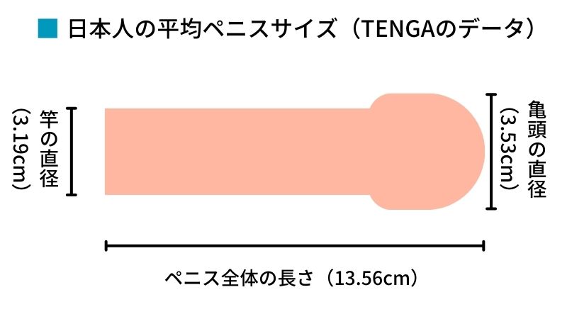 日本人の平均ペニスサイズ（TENGAのデータ）