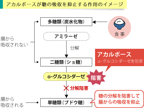 グルコバイの有効成分アカルボースが作用するイメージ