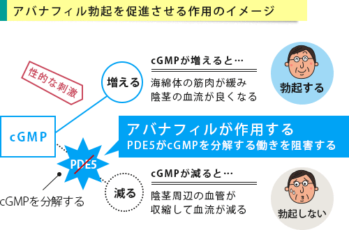 アバナフィルが作用するイメージ