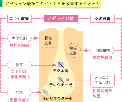 アゼライン酸の作用イメージ