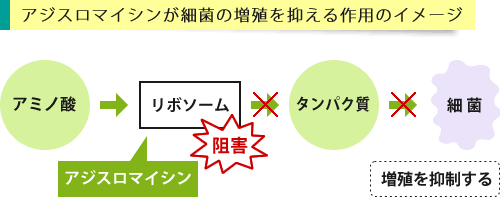アジスロマイシンが作用するイメージ