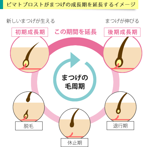 ビマトプロストの作用イメージ