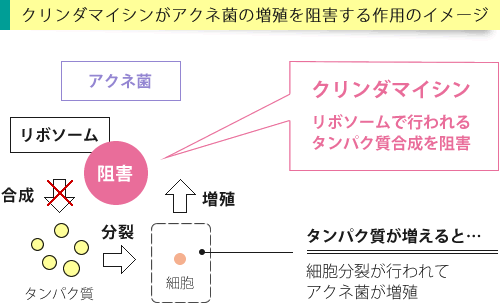 クリンダマイシンの作用イメージ