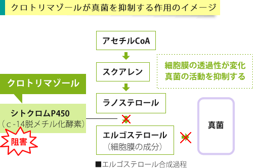 クロトリマゾールが作用するイメージ