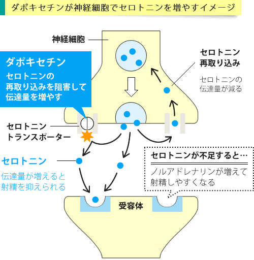 ダポキセチンの作用イメージ