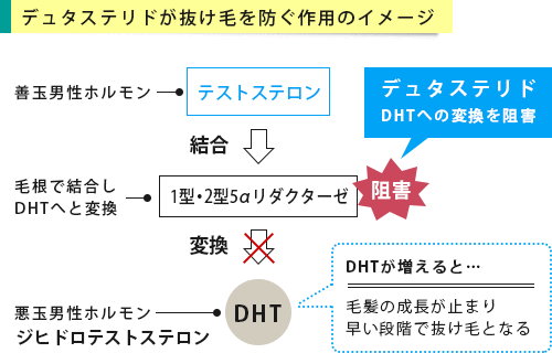 デュタステリドが作用するイメージ