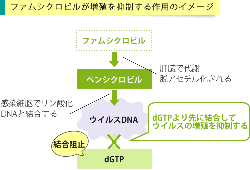 ファムシクロビルが作用するイメージ