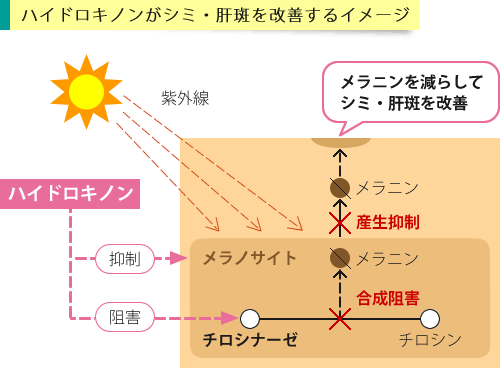 ハイドロキノンの作用イメージ