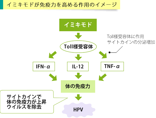 イミキモドの作用イメージ