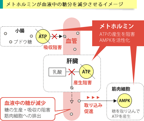 メトホルの有効成分メトホルミンが作用するイメージ