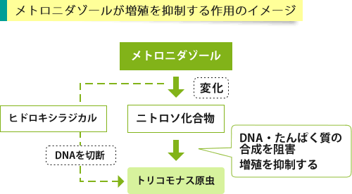 メトロニダゾールの作用イメージ