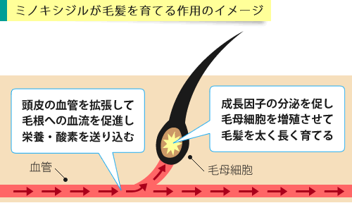 ミノキシジルの作用イメージ