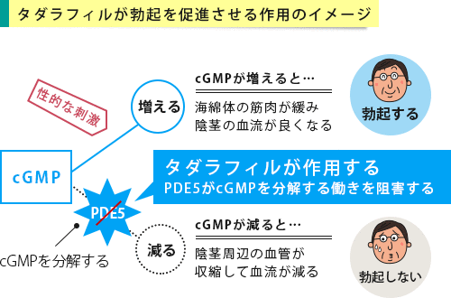 タダラフィルが作用するイメージ