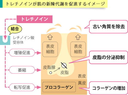 トレチノインの作用イメージ
