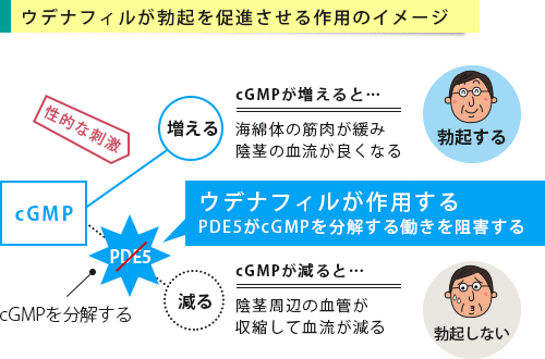 ウデナフィルが作用するイメージ