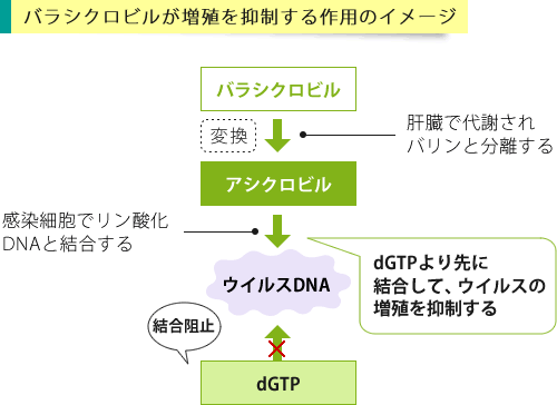 バラシクロビルの作用イメージ