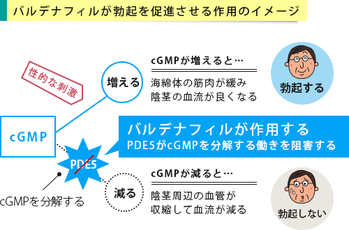 バルデナフィルが作用するイメージ