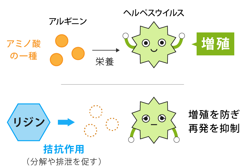 リジンの働き