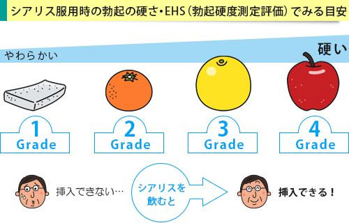 勃起硬度測定評価を目安としたシアリス服用時の勃起の硬さ